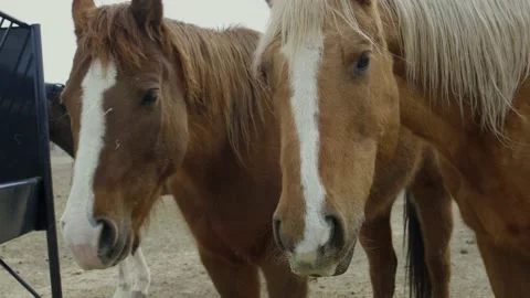 Close up horses eating looking at camera Video stock 198939202