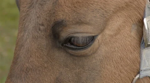 Close Up of a horses eye. 4K UHD. Stock Footage 68990144