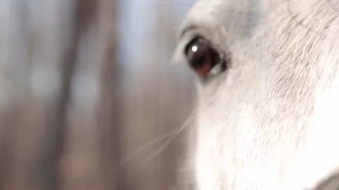 Close-up of an horses eye Stock Footage 259851119