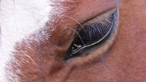 Close-Up of a Horse's Eye Video stock 311026511