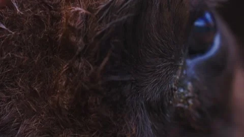 Close-up of a horse's eye in a natural setting at sunrise Stock Footage 288923907