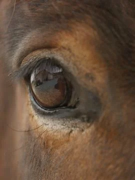 Close up of horse's eye Stock Photos