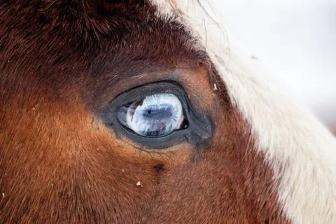 Close up of a horse's eye Stock Photos