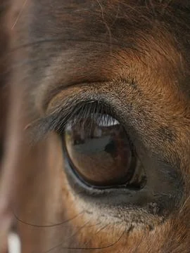 Close up of horse's eye Stock Photos
