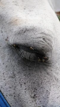 Close-up of a horse's eye Stock Photos