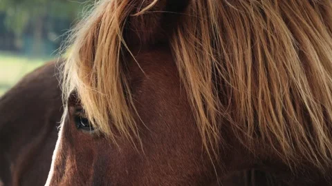 A close-up of a horses eye. A portrait of the muzzle of a beautiful young bay Stock-Footage 330287898