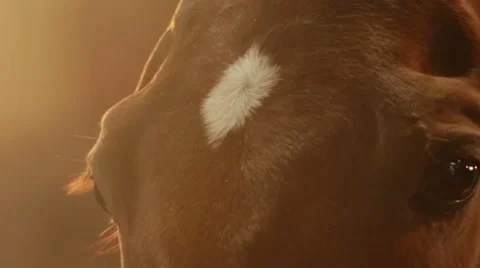 Close Up of Horse's Eyes Stock Footage 50140308