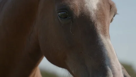 Close up horse's eyes slowmo Stock Footage 123662487