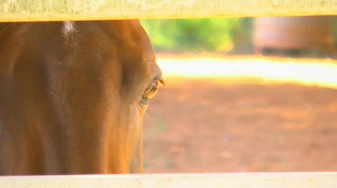 Close up of horse's face Stock Footage