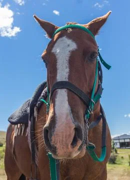 Close-up of a horses face. Stock Photos