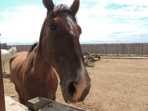 Close-up of the horse's face Stock Photos