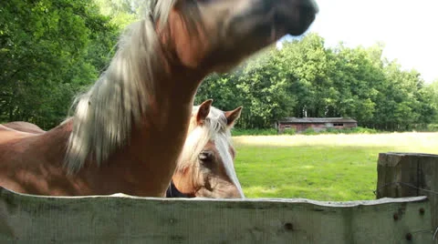 Close up of horses Stock Footage 27173974