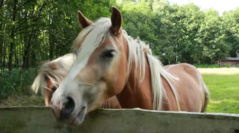 Close up of horses Stock Footage 27174031