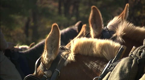Close up of horses Stock Footage 40479169