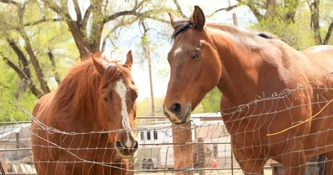 Close-up Horses Video stock 107451727