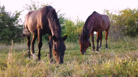 Close Up: Horses Grazing In A Meadow. Video stock 136760464
