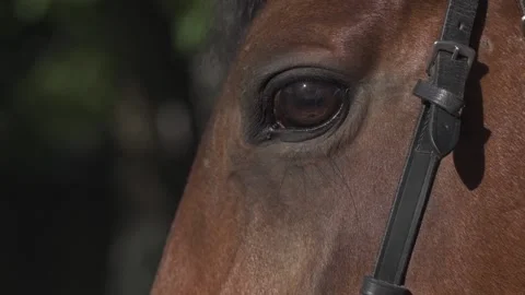 Close-up of a horse's head blinking Thoroughbred horse blinks. Stock Footage 163824493