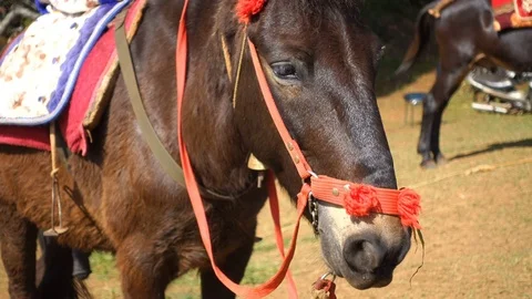 Close up of a horse's head &amp; face Stock Footage 76000387