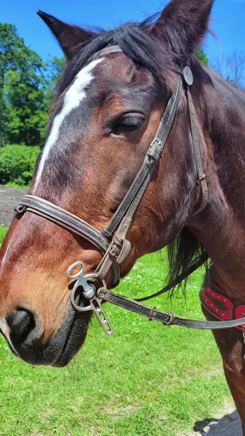 Close-up of a horse's head. Video stock 278481601