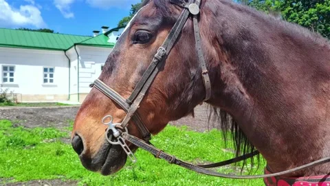 Close-up of a horse's head. 스톡 동영상 278482134