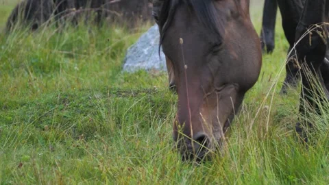 Close-up of a horse's head. He eats grass in the wild Video stock 261533811