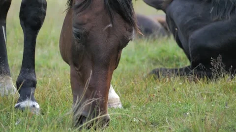 Close-up of a horse's head. He eats grass in the wild Video stock 261534583