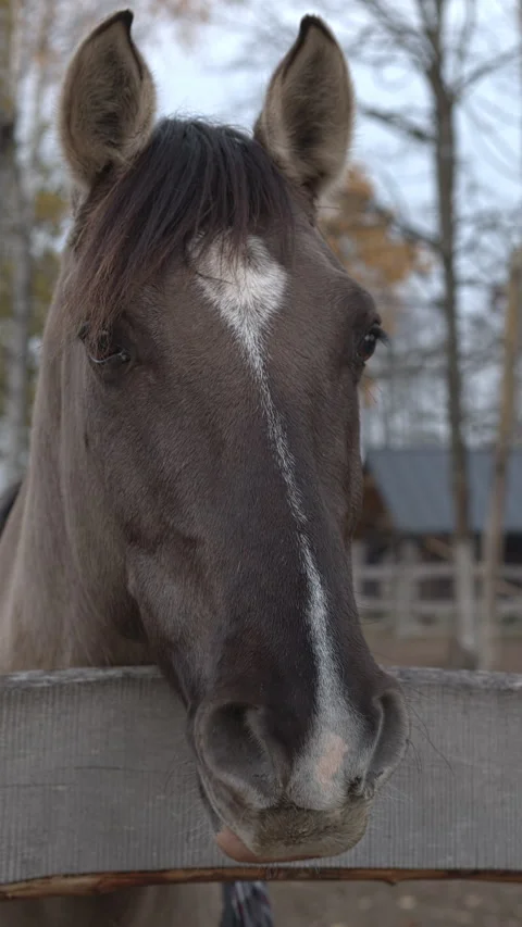 A close-up of a horse's head looking over the paddock fence. Stock Footage 327453111