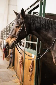 Close-up of horse's head in stable Stock Photos