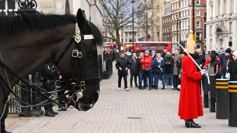 CLOSE UP of a horse's head with a trooper of the Household Cavalry standing g Stock Footage 129111188