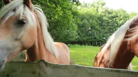 Close up of horses heads Stock Footage 27173676