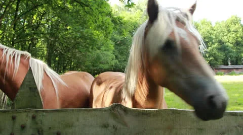 Close up of horses heads Stock Footage 27174041
