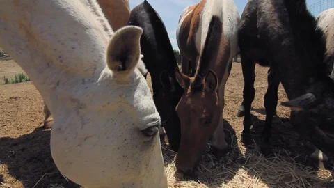 Close up of horses heads while eating hay. Video stock 128918450