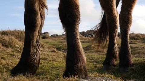 Close up of a horses hooves 스톡 동영상 72606415