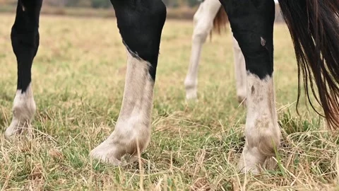 A close-up of a horses leg captures its movement as it walks through the field Stock Footage 305543427