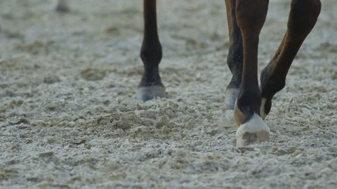 Close up of horses legs walking Stock Footage 86834816