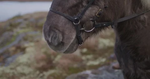 Close-up of a horse’s muzzle with gray-brown fur, wearing a black leather Vídeo Stock 337512373