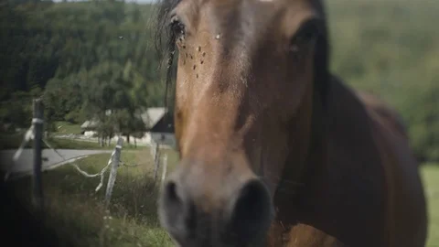 Close up on horses nose Vidéo 92408972
