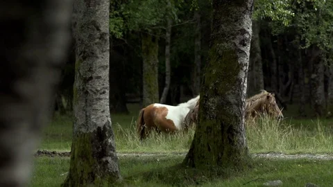 Close up of horses running on grass field near forest in slow motion, Portugal Stock Footage 128963277