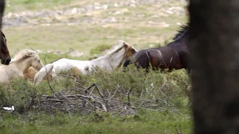 Close up of horses running on grass field near forest in slow motion, Portugal Stock Footage 128963353