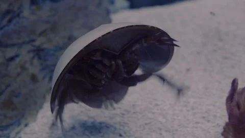 Close-up of a horseshoe crab with a domed shell in an underwater glass aquarium Stock Footage 324954084