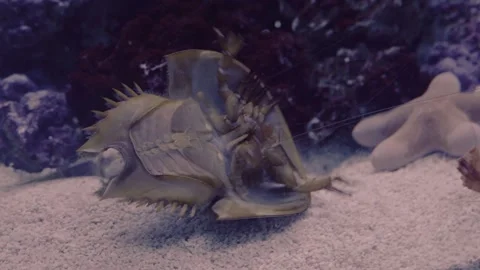 Close-up of a horseshoe crab with a domed shell in an underwater glass aquarium Stock Footage 324954092