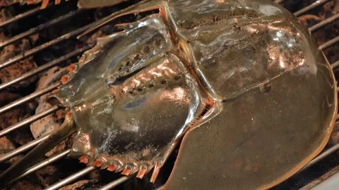 Close-up of a Horseshoe Crab Grilling on an Open Barbecue Grate 動画素材 344221428