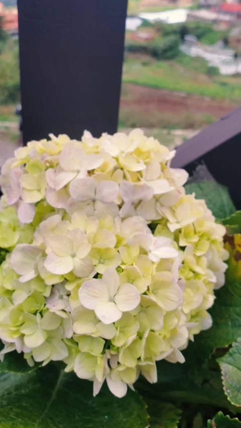 Close-up Hortencia or hydrangea flower with yellow and white petals, detailed Stock Footage 305460322