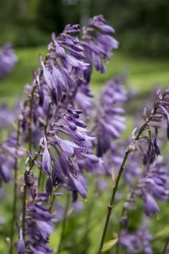 Close up of Hosta capitata Foto stock