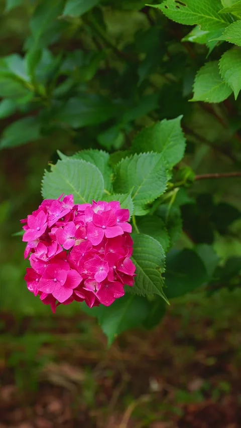 Close up of hot pink hydrangea flower blooming at Tenpai Park Stock Footage 337677932
