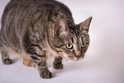 Close up house cat on the hunt studio portrait Stock Photos