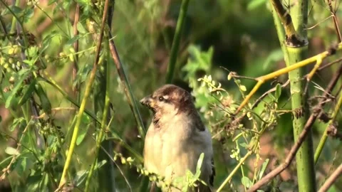 Close-up of a house sparrow feeding on wild green plants Stock Footage 340024760