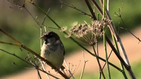 Close-up of a house sparrow perched on dry branch in a sunny park Stock Footage 340024686