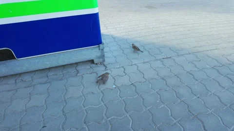 Close Up Of House Sparrows Displaying Natural Social Behavior On Pavement Stock Footage 341435198