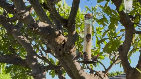 Close-up of House Wren and a Java Rice Bird eating at a tree feeder Stock Footage 291461975